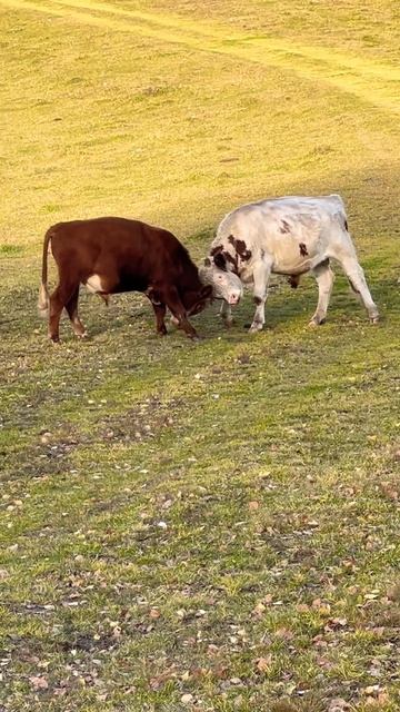 Потанцуем #домашниеживотные #интересноерядом #мирвокругнас #коровы #жизньвдеревне #сельскаяжизнь смотреть онлайн