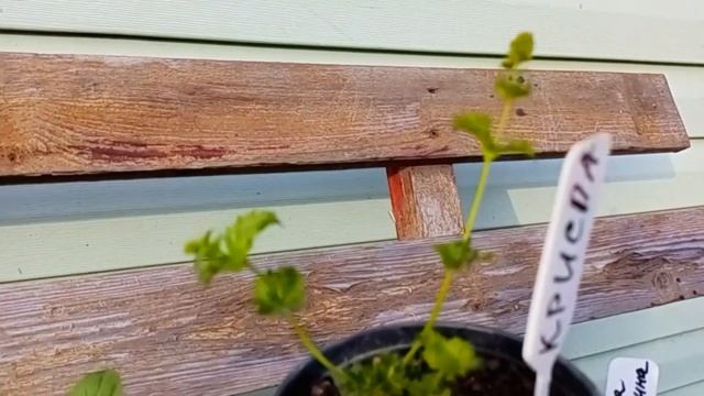 Продвижение летней футболки. Купила ананасовую мяту и не только. А что, так бывает? смотреть онлайн