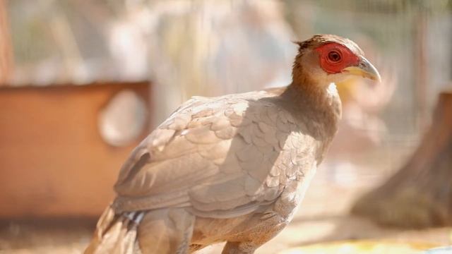 Елабужский район (проект "Прекрасный Татарстан") смотреть онлайн