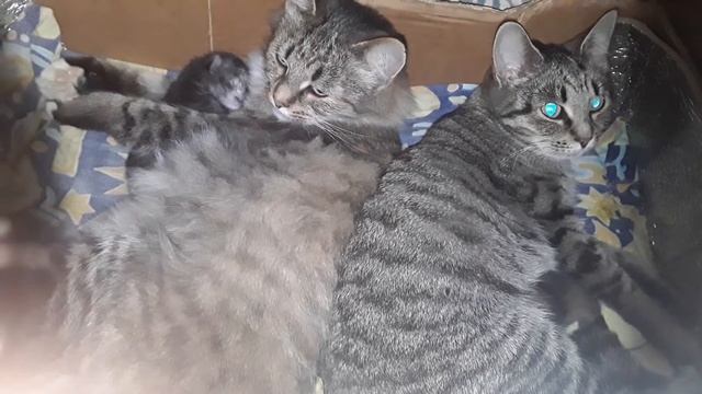 Мамой стала в 10 лет. Бабушке - 13. смотреть онлайн