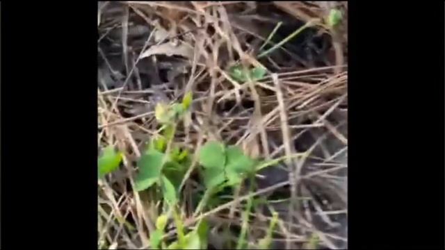 4 Leaf Clover By Caleb And Ravy