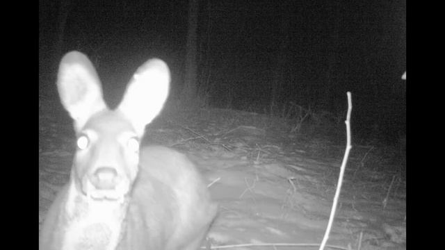 陝西省皇冠山自然保護区に野生のコビトジャコウジカが出現 смотреть онлайн
