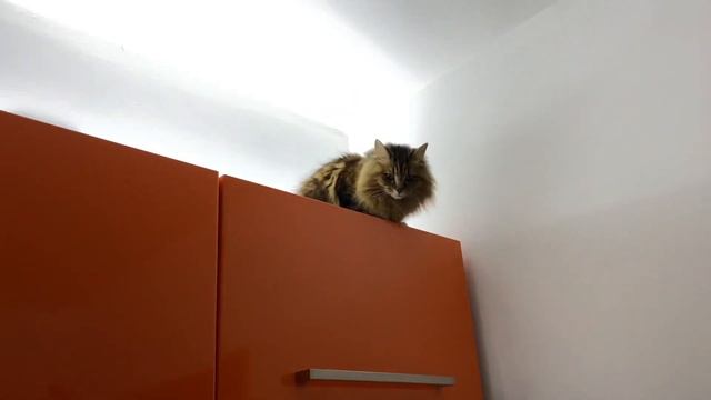 this is my house…… this is satana…. my friend смотреть онлайн