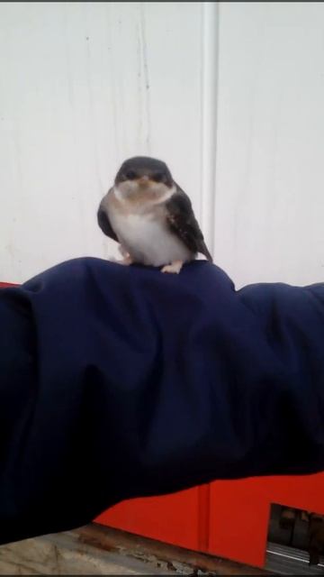 Спасение птенца ласточки. Видео первое смотреть онлайн