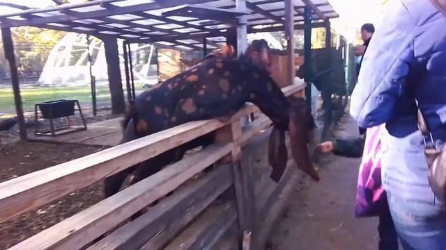 Пятнистые ушастики! Сафари-парк (часть 4) смотреть онлайн