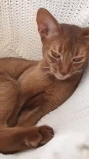 Абиссинская кошечька😇😇🐁🐈 смотреть онлайн