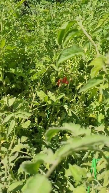 big beefsteak tomato! saved it before the critters could get to it! смотреть онлайн