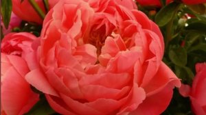 Важные подкормки для пионов и красавец Корал Сансет !!!