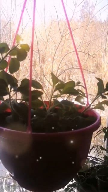 #дача #сибирь #красноярск #петуния #петунии #цветы #рассада #дача #рассадапетунии #красноярскийкрай смотреть онлайн