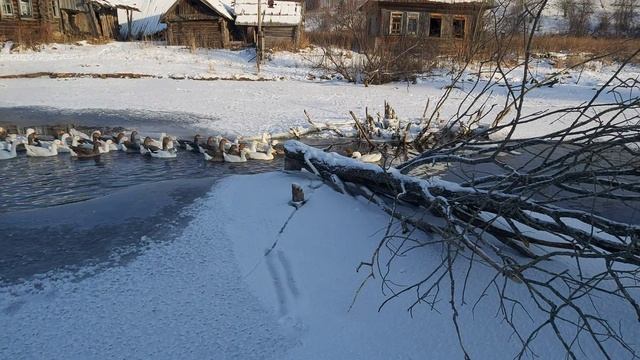 Гуси 3 . Не хотят уходить из воды в декабре . смотреть онлайн
