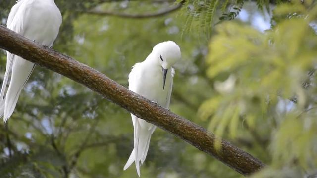 A pair of manu-o-ku (white tern) in a tree смотреть онлайн