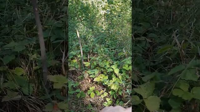 Очуривание места и другие Обряды (видео урок) смотреть онлайн