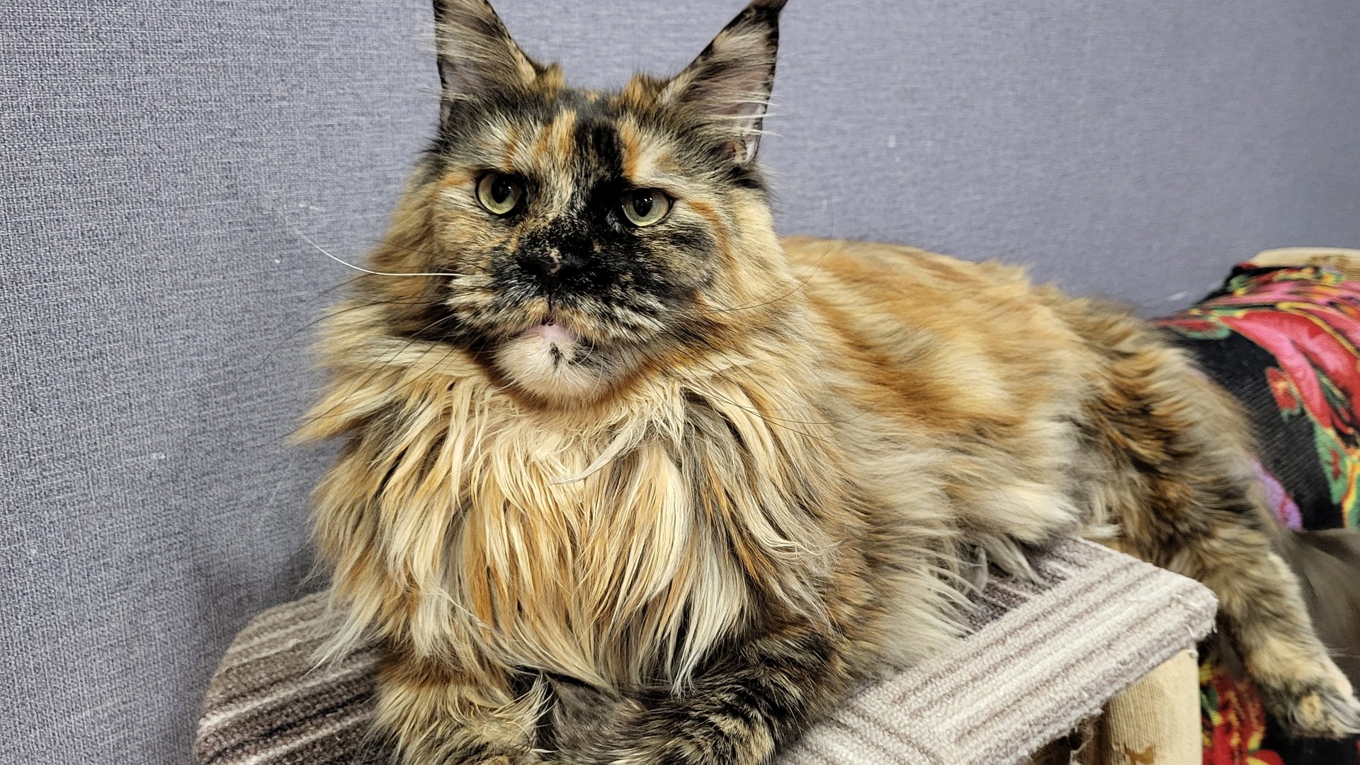 МЕСТА МАЛО НА ОКНЕ смотреть онлайн