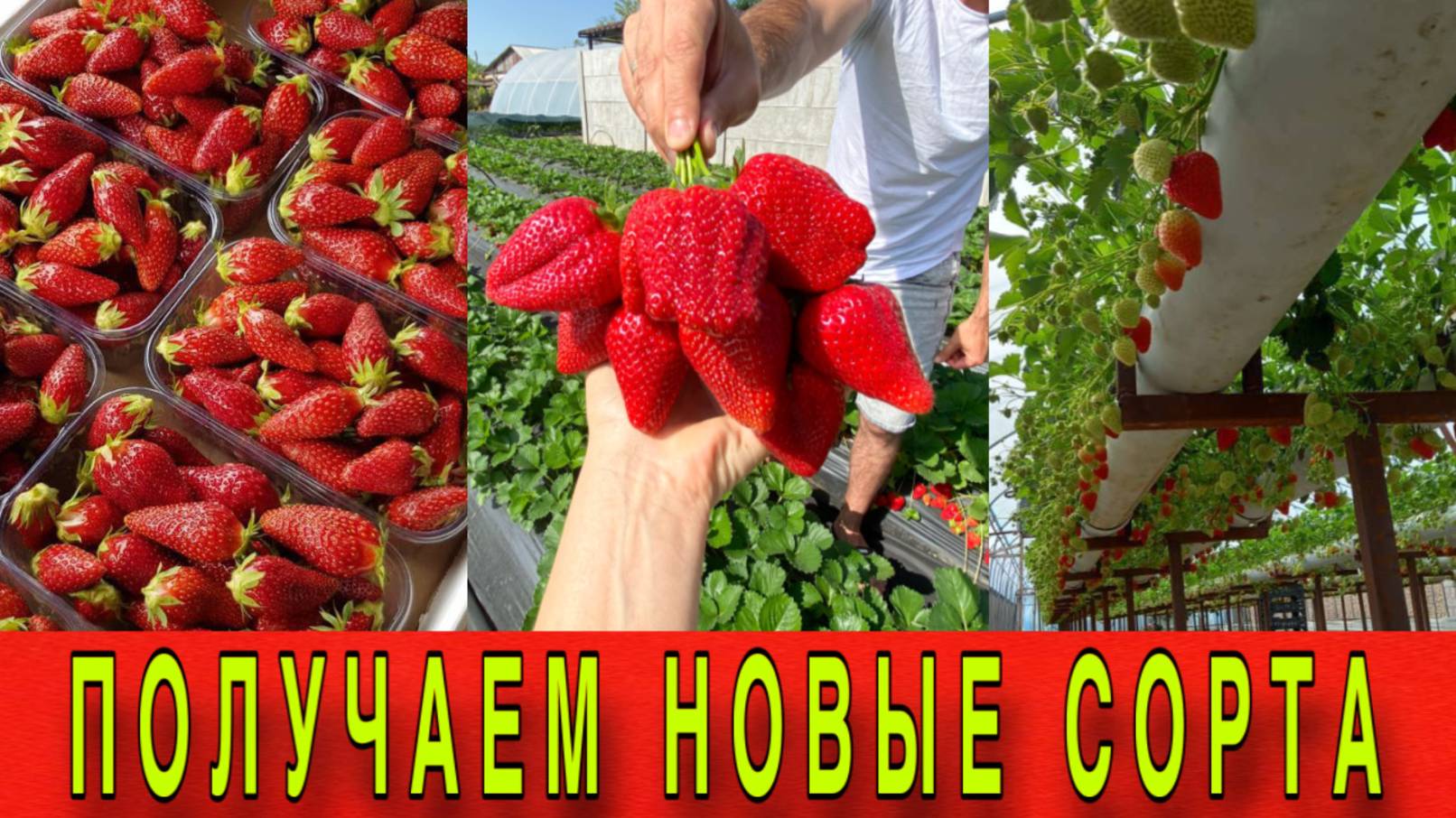 Получаем новые сорта клубники #топыкатегорий смотреть онлайн