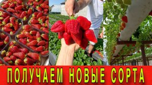 Получаем новые сорта клубники #топыкатегорий