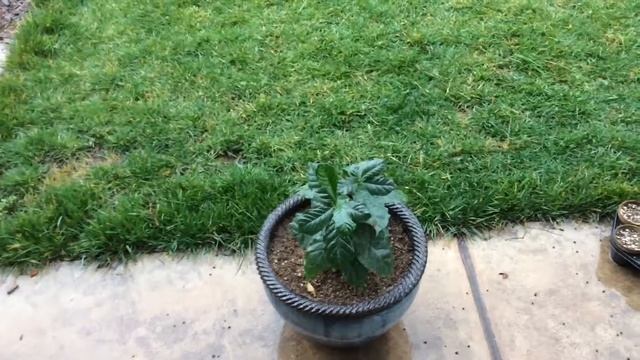 FIRST TIME OUTSIDE - Coffee Plant - Arabica