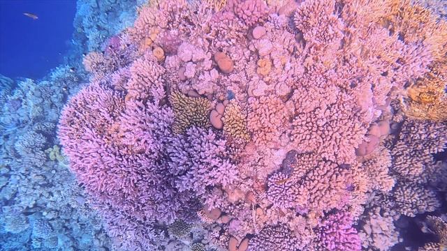 Подводный мир Египет SHARM EL SHEIKH 2024 Jule смотреть онлайн