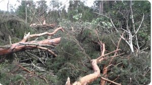Ураган сломал вековые деревья. Сила природы во всей красе. Мощь ветра.