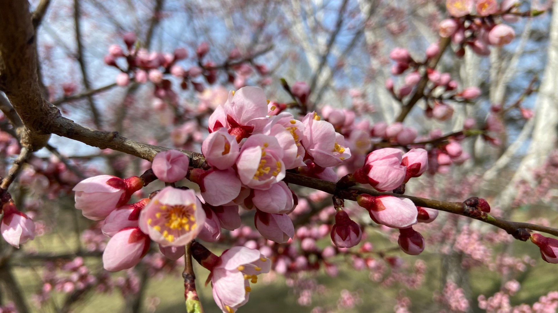 Прогулка по весеннему цветущему парку Преображенский. смотреть онлайн