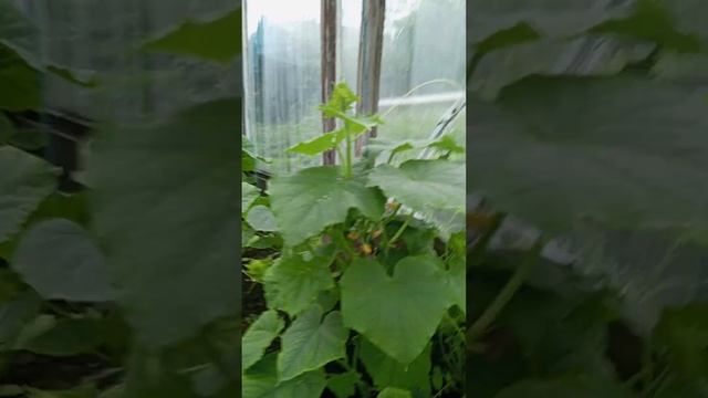Сижу дома. Хайп. Смородина. Огород смотреть онлайн