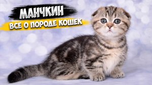 Манчкин - Все о породе кошек | Кошка породы Манчкин