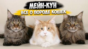 Мейн-Кун - Все о породе | Кошка породы Мейн-Кун