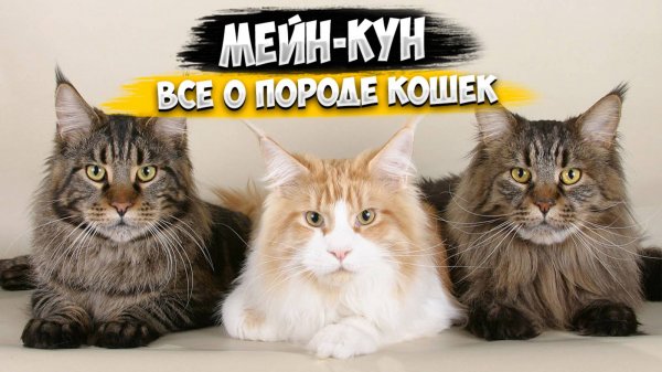 Мейн-Кун - Все о породе | Кошка породы Мейн-Кун