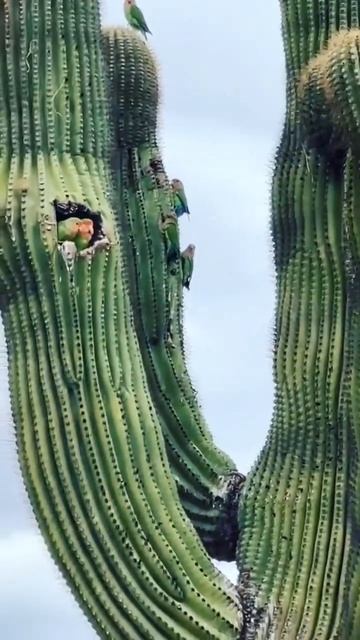Кактусовый попугай или кактусовая аратинга 🌵🦜 смотреть онлайн