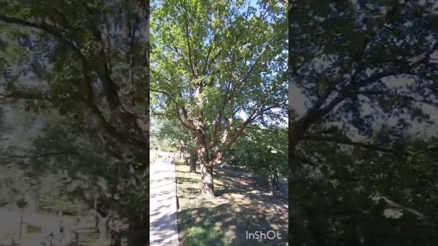 Прогулка по родному городу Ульяновску. Лето 2021. смотреть онлайн