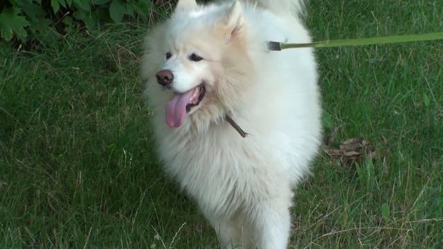 МАЛЕНЬКИЙ МИШКА, БЕЛЫЙ!!!17.07. 2022 смотреть онлайн