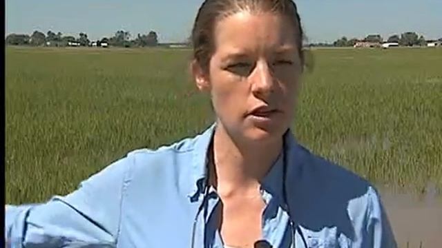 Rice Water Weevil News Story by the LSU AgCenter смотреть онлайн