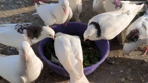 #pegions Утренняя тренировка молодых бакинских/армянских бойных голубей 24.04.2025 г.