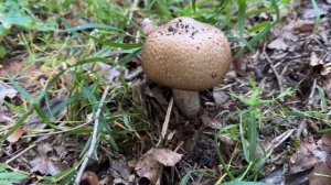 Грибы Архыза