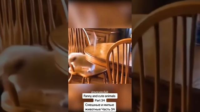 Самые смешные животные😂 Лучшие смешные кошки и собаки 🐶🐱 Часть 4 смотреть онлайн