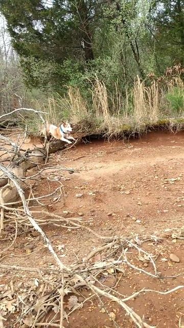 pitbull dog at the coyote lake #shorts