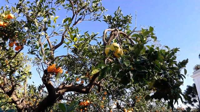 Сорренто (часть №1) смотреть онлайн