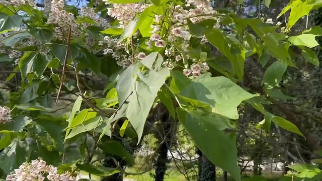 Отпуск. Дивноморское , Санаторий Голубая даль. Всё рассказываю и показываю. смотреть онлайн
