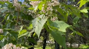 Отпуск. Дивноморское , Санаторий Голубая даль. Всё рассказываю и показываю.