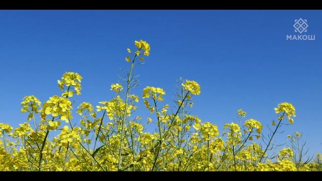 Якісний посів озимого ріпаку. Рекомендації від агронома-експерта компанії Макош смотреть онлайн