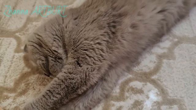 Осінній привітик від Моніки // британка // british cat смотреть онлайн