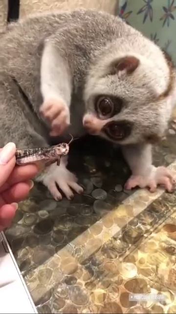 Лемур 😍🤣 смотреть онлайн