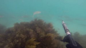 Подводная охота Крым, Лобан, кефаль Апрель arsi@охота