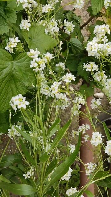 ХРЕН ЦВЕТЁТ!Вот те на!#shortsvideo #shorts #short #хрен #хренцветёт