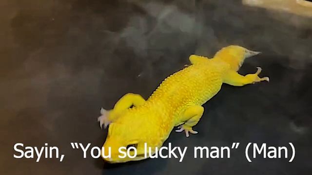 Crank That Remix (If Soulja Boy was a Lizard) || Reptile Raps смотреть онлайн