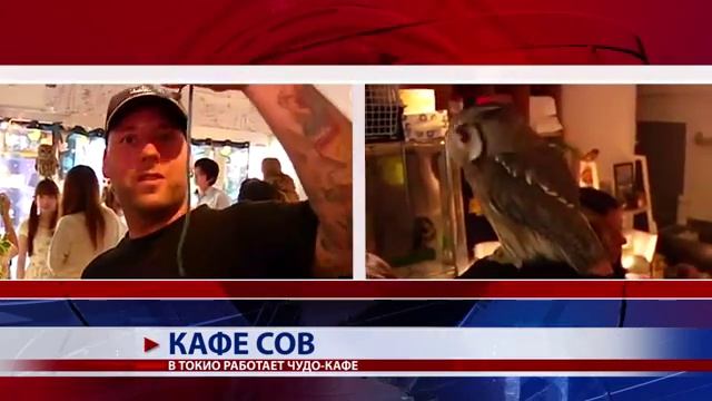 Кафе сов смотреть онлайн