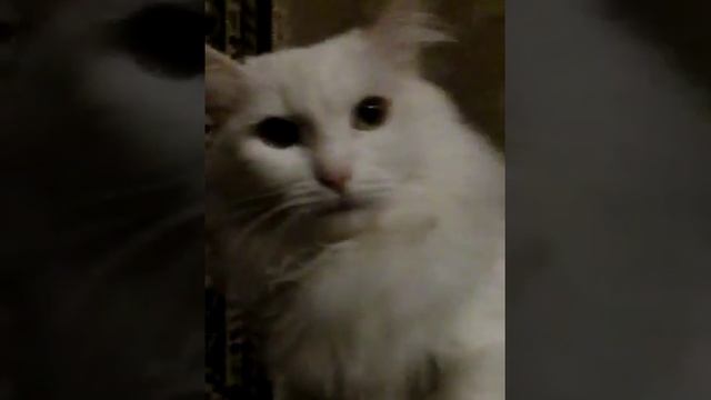Ледибвг и супер кот смотреть онлайн