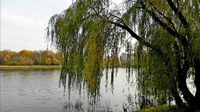 Песня ИВА смотреть онлайн