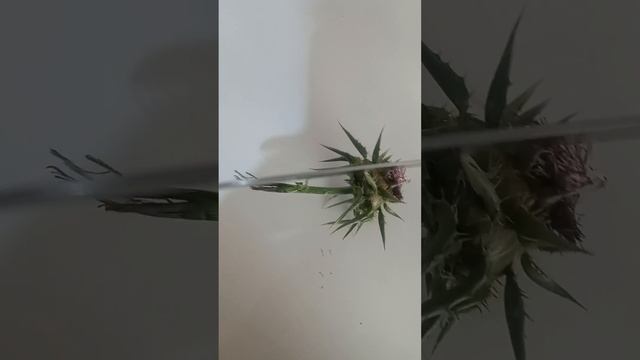 نبات الشوك للحسون le chardon marie pour le chardonneret смотреть онлайн