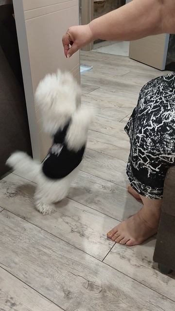 Лео служит. пес бишон фризе служит и танцует