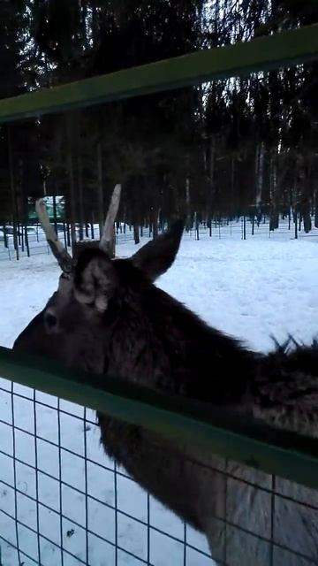 Зоопарк "Романов Лес" : Марал смотреть онлайн